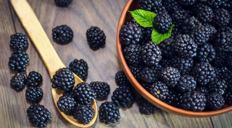 Mulberry Fruit Benefits And Its Side Effects ⋆ Article Good