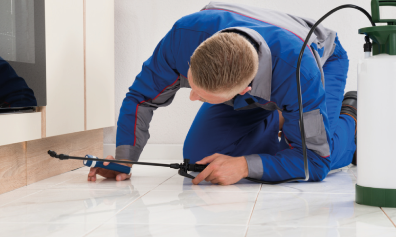 How to Choose the Right Professional Pest Control. ⋆ Article Good