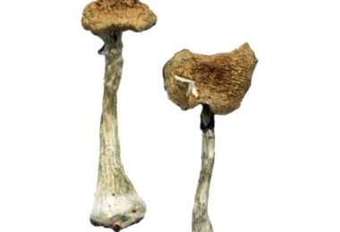 A+ Magic Mushrooms Online For Sale