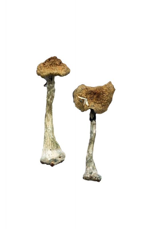 A+ Magic Mushrooms Online For Sale