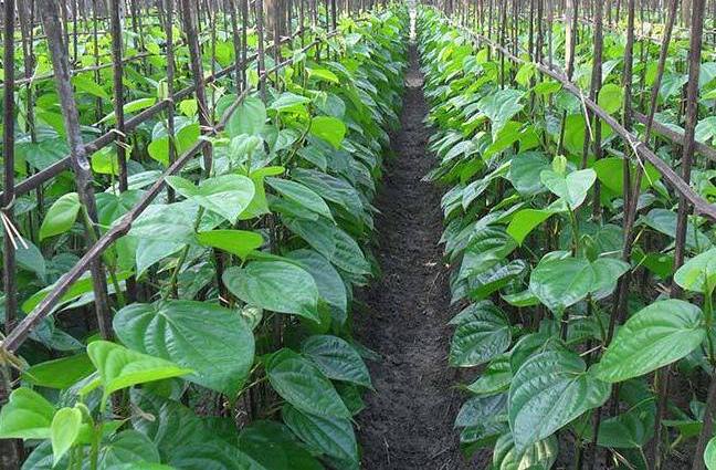 Information Related to Betel Cultivation in India